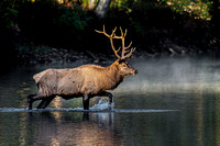 Benezette, PA Elk