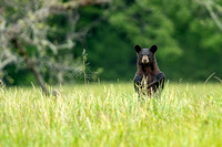 Cades Cove - Great Smoky Mountain National Park